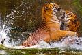671 - FIGHT - LIM CHEE KEONG - malaysia